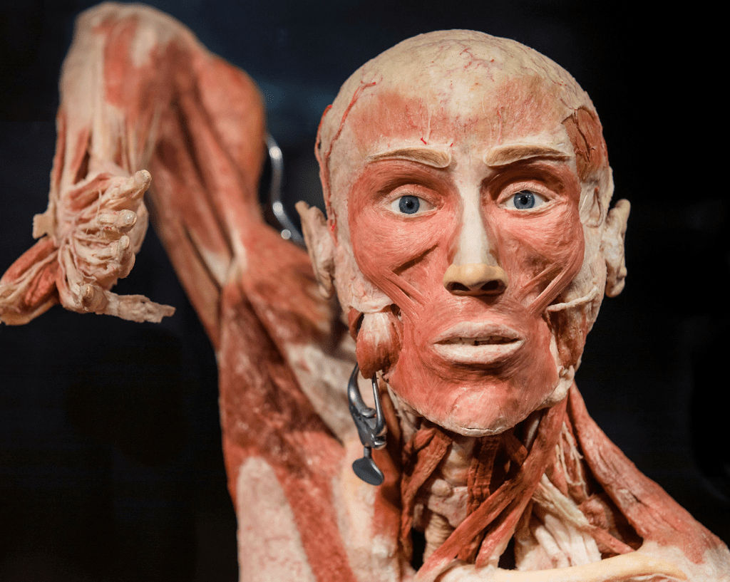 Body Worlds